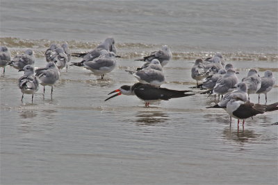 7285 Black Skimmer