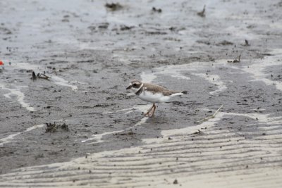 7123 Semipalmated Plover