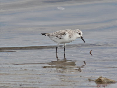 Birds Of Gulfport Ms, Moses Pier