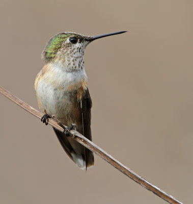 Calliope Hummingbird.jpg