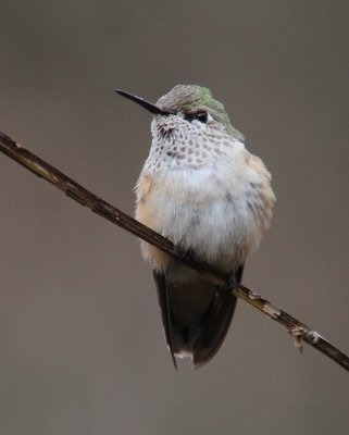 Calliope Hummingbird_1766.JPG
