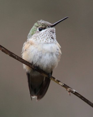 Calliope Hummingbird