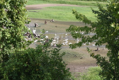 1775 - White Ibis (Immature)