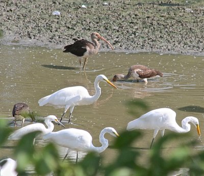 1786 - White Ibis (Immature)