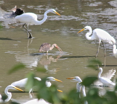 White Ibis (Immature) River Port Rd Sloughes, Ensley Bottoms