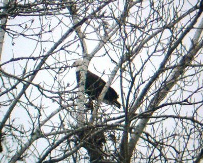 9973 Bald Eagle in the Trees