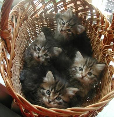 basket5weeks3.jpg