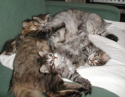 Izzi having siesta with Charisma and her kittens before delivery