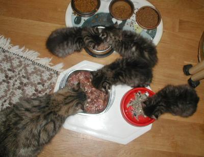 Mom and kittens having lunch