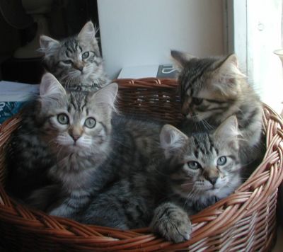 kittens12w10.jpg