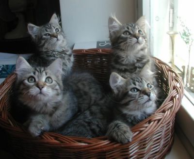 kittens12w11.jpg
