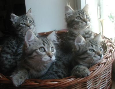 kittens12w12.jpg