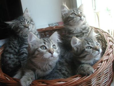 kittens12w13.jpg