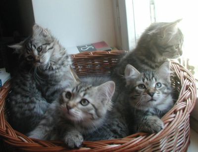 kittens12w14.jpg