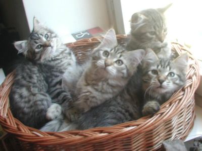 kittens12w3.jpg