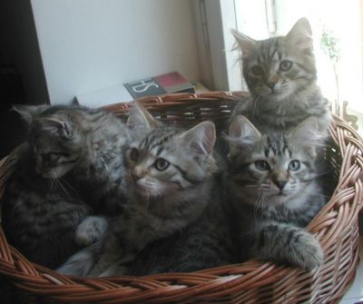 kittens12w5.jpg