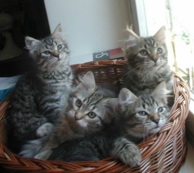 kittens12w6.jpg