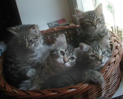 kittens12w7.jpg