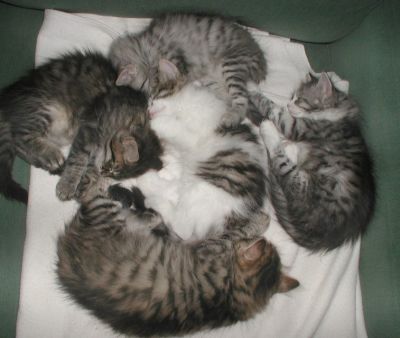 All kittens napping