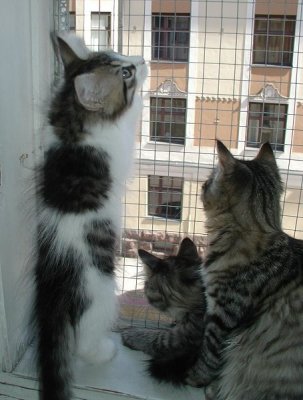 The window sill is a meeting point.