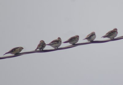 Snow buntings