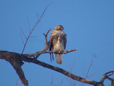 Redtail hawk