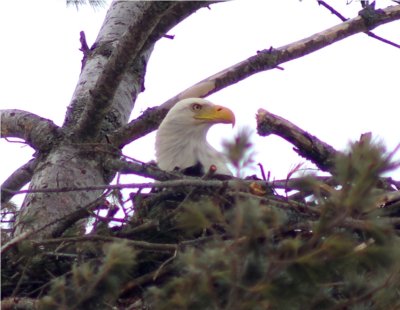 Bald eagle