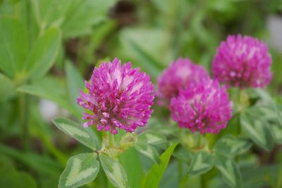 Pink Clover