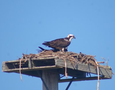 Osprey