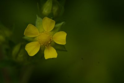 IMGP9062.jpg