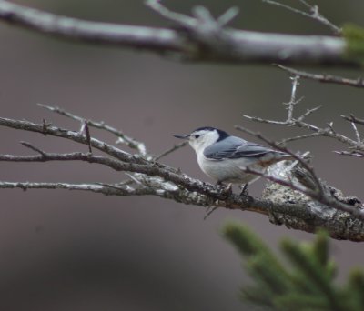 White Breasted Nuthatch