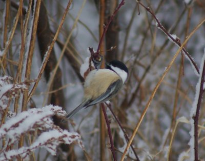 Black-cap chickadee