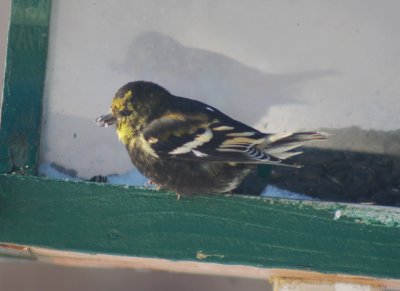 American Goldfinch