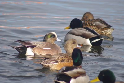 American Wigeon