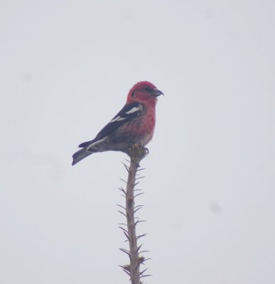 White-winged crossbill