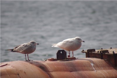 Glaucus and Herring gulls