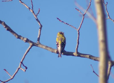 American Goldfinch