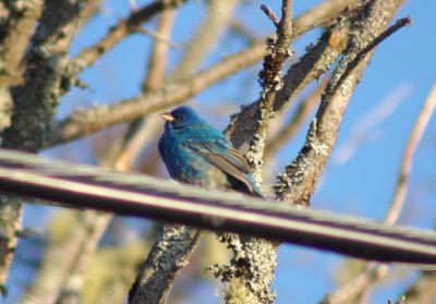 Indigo bunting male
