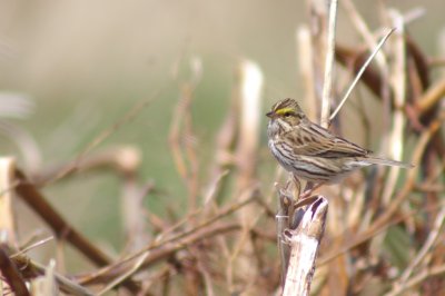 Savannah sparrow