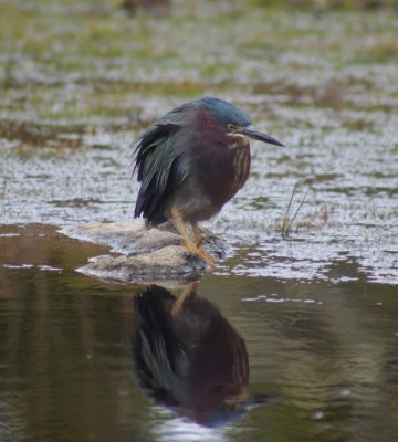 green_heron