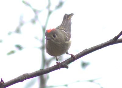 Ruby crowned kinglet