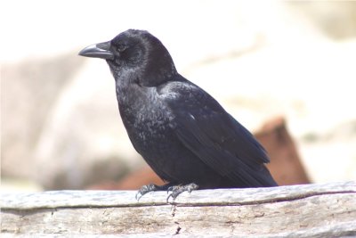 American Crow