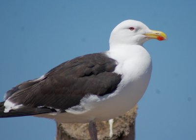 Greater Black-backed gull