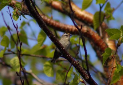 Golden crowned kinglet