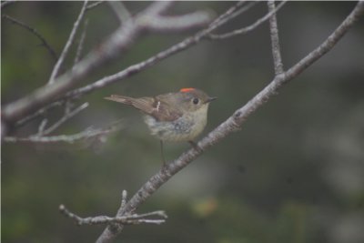 Ruby crowned kinglet