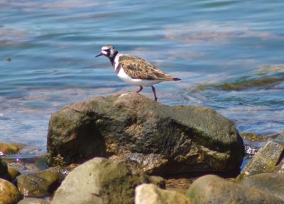 Ruddy Turnstone