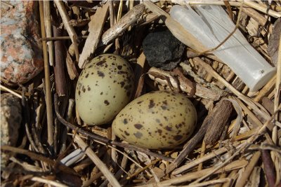 Common tern eggs