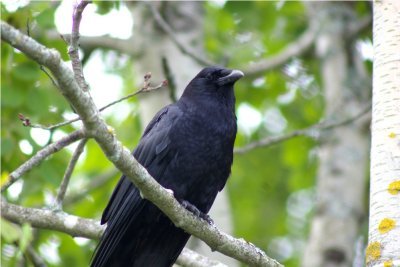 American Crow