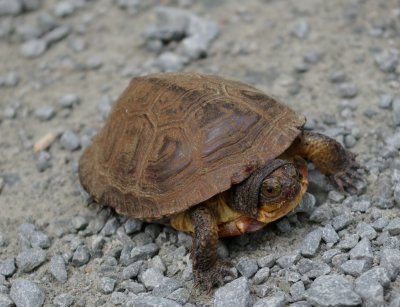 reptiles_and_amphibians
