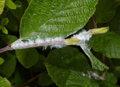 Wooly Alder aphid